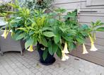 Witte brugmansia of engelentrompet, Tuin en Terras, Ophalen