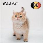British Shorthair (mâles) Chinchilla Gold à vendre, Chat, Vermifugé, 0 à 2 ans
