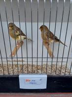 Kanaries, Dieren en Toebehoren