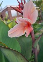 Canna Cassandra, Tuin en Terras, Ophalen of Verzenden
