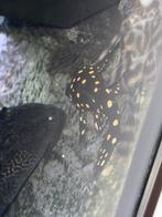 L082 opal spot pleco, Dieren en Toebehoren, Vissen | Aquariumvissen, Vis, Zoetwatervis