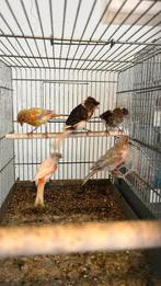 Canaris arlequin, Meerdere dieren, Postuurkanarie