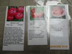 Tomatenplanten vele soorten, Tuin en Terras, Planten | Tuinplanten, Ophalen, Volle zon, Groenteplanten, Eenjarig