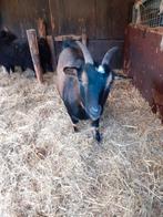 Dwerggeitje mieke, Dieren en Toebehoren, Schapen, Geiten en Varkens