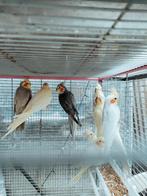 Koppels valkparkieten, Dieren en Toebehoren