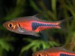 Hobbyaquarium Trigonostigma Espei / rode kegelvlekbarbeel, Dieren en Toebehoren, Vissen | Aquariumvissen, Vis, Zoetwatervis, Schoolvis