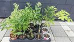 Echange ou vend 15 pots de plante vivace, Ophalen, Vaste plant