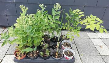 Echange ou vend 15 pots de plante vivace beschikbaar voor biedingen