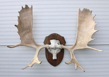Groot ALASKA ELAND GEWEI op houten schild ("MOOSE") beschikbaar voor biedingen