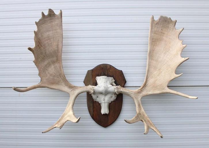 Groot ALASKA ELAND GEWEI op houten schild ("MOOSE"), Verzamelen, Dierenverzamelingen, Gebruikt, Gewei of Kop, Hert, Ophalen
