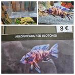 Aulonocara red Blotched malawi hobbykweek, Dieren en Toebehoren, Vissen | Aquariumvissen, Vis, Zoetwatervis