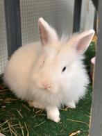 Konijntjes, Dieren en Toebehoren, Vrouwelijk, Klein, 0 tot 2 jaar