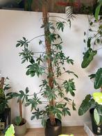 Philodendron pedatum xl, Huis en Inrichting, Kamerplanten, Ophalen, In pot
