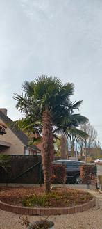 Palmboom Trachycarpus winterhard 3 euro, Tuin en Terras, Planten | Bomen, Ophalen of Verzenden, Palmboom