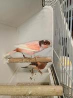 Koppel harlekijnen, Dieren en Toebehoren, Vogels | Kanaries