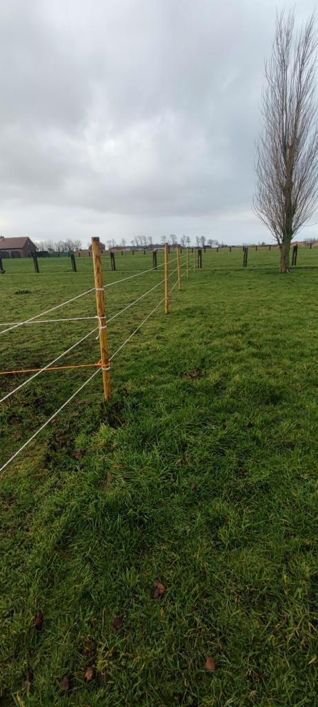 Weide met stal te huur / weidemaatje gezocht, Animaux & Accessoires, Moutons, Chèvres & Cochons