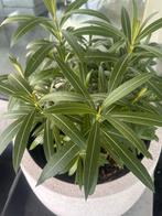 Oleander te koop., Tuin en Terras, Planten | Tuinplanten, Ophalen