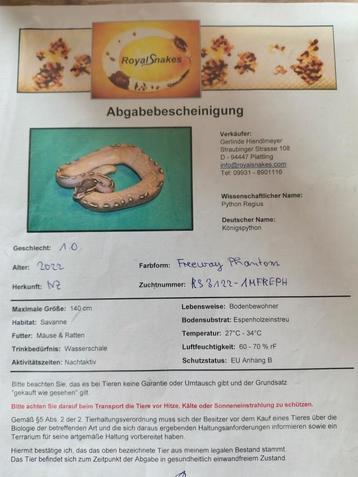 Python regius 1.0 " freeway phantom "   beschikbaar voor biedingen