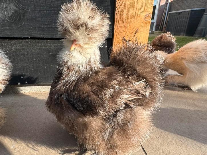 USA zijdehoen mottled broed 🥚 eieren en 🐥 beschikbaar, Animaux & Accessoires, Volatiles