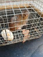 Stevige ratten vallen, Dieren en Toebehoren