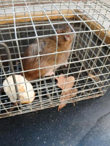 Stevige ratten vallen  beschikbaar voor biedingen