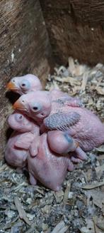Jeunes colliers halsband, Dieren en Toebehoren, Vogels | Parkieten en Papegaaien