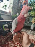 Tamme rose kaketoe, Dieren en Toebehoren, Vogels | Parkieten en Papegaaien, Geringd