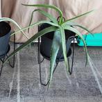 Grote kamerplant Aloe Vera, Maison & Meubles, Plantes d'intérieur, En pot, Enlèvement ou Envoi, Moins de 100 cm