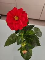 Dahlia pinnata, Ophalen