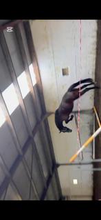 4 jarige ruin, Hongre