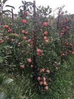 Appelbomen fruitbomen Fuji delcorf Elstar jonagold, Tuin en Terras, Planten | Fruitbomen, Ophalen of Verzenden