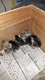 Marans kuikens te koop, Dieren en Toebehoren, Pluimvee, Geslacht onbekend, Kip