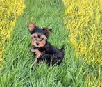 Yorkshire terrier pups, Animaux & Accessoires, Chiens | Jack Russell & Terriers, Parvovirose, Plusieurs, Yorkshire Terrier, Belgique