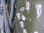 Roodschoudertaling, Dieren en Toebehoren