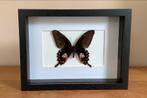3D kader / geprepareerde page vlinder #1, Verzamelen, Nieuw, Ophalen of Verzenden