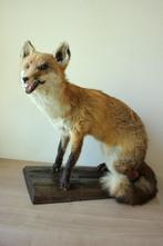 Taxidermie opgezette vos, Ophalen of Verzenden, Gebruikt, Wild dier