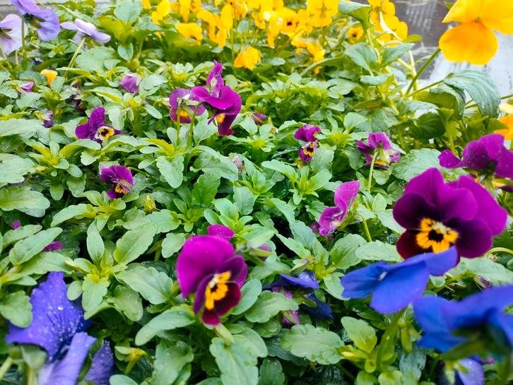 Winterharde viooltjes!, Tuin en Terras, Planten | Tuinplanten, Winter, Ophalen