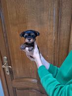 Yorkshire terriër pups, Dieren en Toebehoren, Yorkshire Terriër, België, CDV (hondenziekte), 8 tot 15 weken