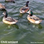 2 koppels Chilismienten 2025 (WINGENE), Meerdere dieren, Eend