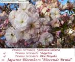 CERISIERS DU JAPON "BLUSHING BRIDE" (Prunus serr. Shógetsu), Jardin & Terrasse, Plantes | Jardin, Printemps, Autres espèces, Enlèvement ou Envoi