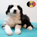 Labradoodle — Mâles affectueux et joueurs à vendre, 15 semaines à 1 an, Commerçant, Chien (mâle), Autres races