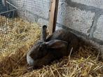 Vlinderkonijnen, Dieren en Toebehoren, Konijnen, Meerdere dieren, Middelgroot, 0 tot 2 jaar
