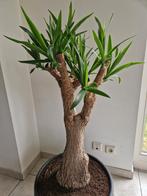 Prachtige Yucca in pot., Ophalen, In pot
