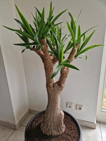 Prachtige Yucca in pot. beschikbaar voor biedingen