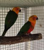 Couple jendaya, Dieren en Toebehoren, Ophalen