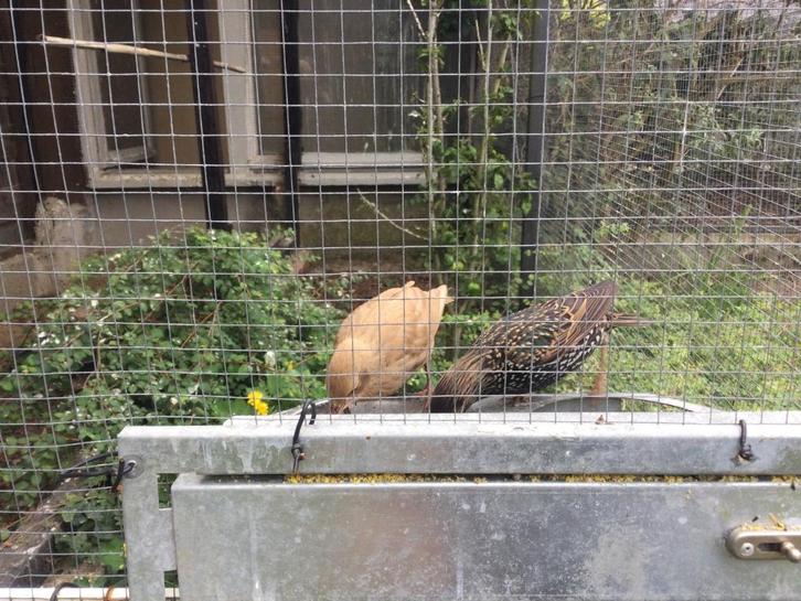 Europese spreeuw pop, Dieren en Toebehoren, Vogels | Overige Vogels