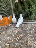 Nestkoppel jonge  witte sierduifjes, Meerdere dieren, Overige soorten