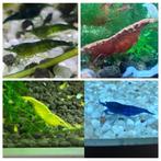 Neocardinia garnalen, Dieren en Toebehoren, Vissen | Aquariumvissen