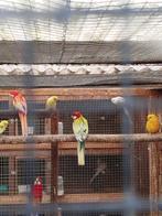 Rosella, Dieren en Toebehoren