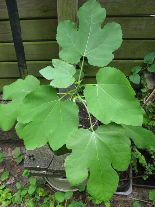 Figuier - bouture 2025, Tuin en Terras, Planten | Fruitbomen, Vijgenboom, 100 tot 250 cm, Volle zon, In pot, Ophalen